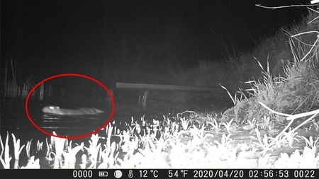 FOTOPUŁAPKA KAMERA HC-900A 36MPX 44 IR LED